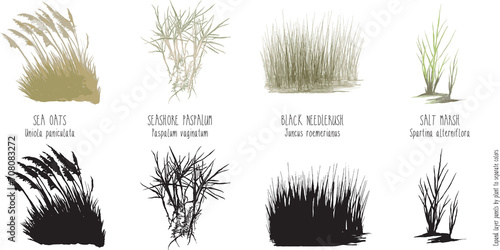 illustrations of saltwater grasses near gulf of mexico, sea oats paspalum salt marsh spartina patens black needlerush plants