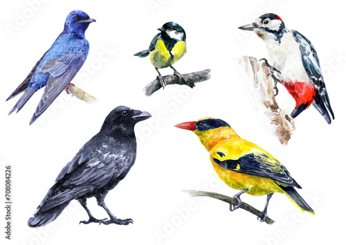Set of bright wild birds. Multicolored forest birds watercolor. © svistoplas