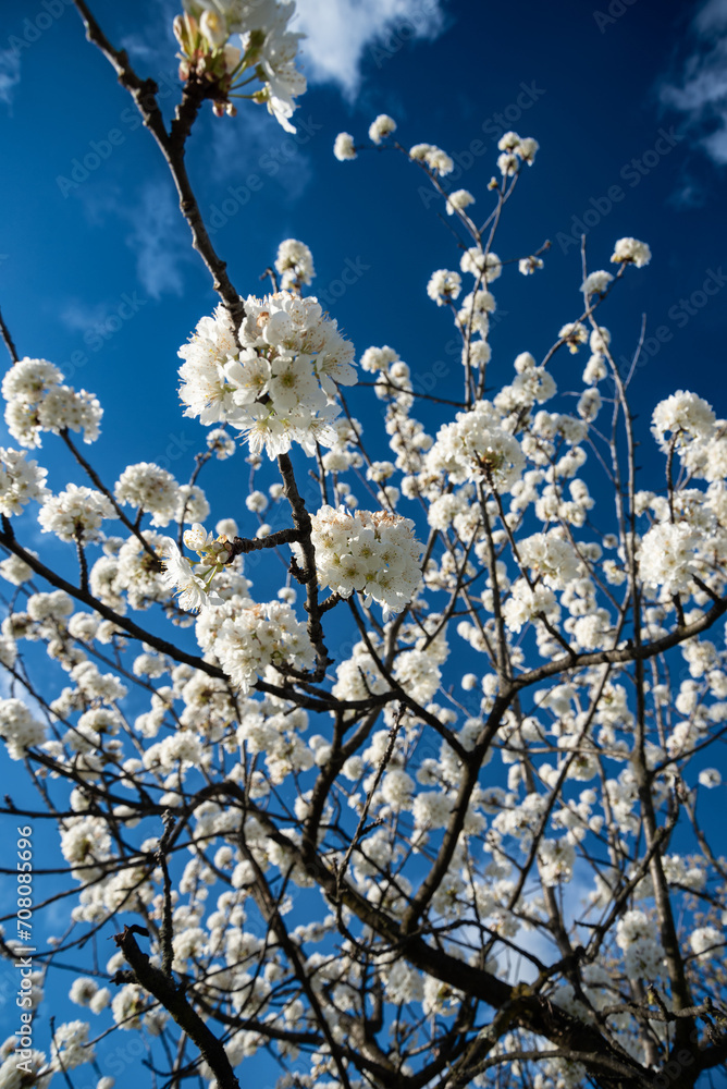 amazing blooming white tree branch and blue sky. natural spring (summer) landscape