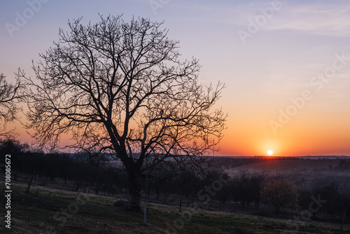 blooming tree branch at sunset. rural spring (summer) landscape © ver0nicka