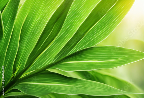 Beautiful floral background. Exotic leaves. Close-up. Green leaves plants background.
