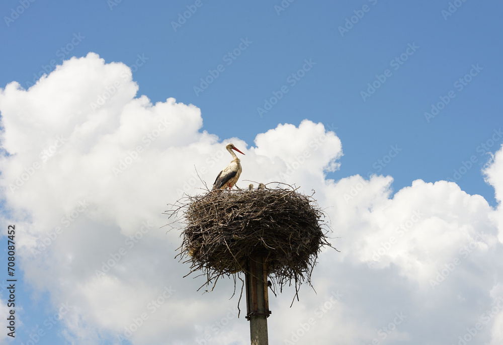 Fototapeta premium Stork in the nest closeup