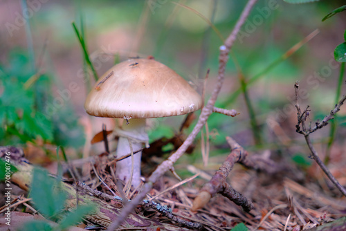 Mushroom in the forest closeup