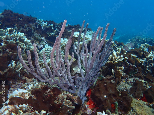 underwater caribbean reef