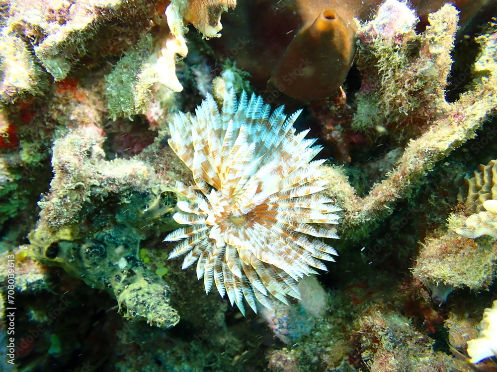 Obraz premium feather worm underwater