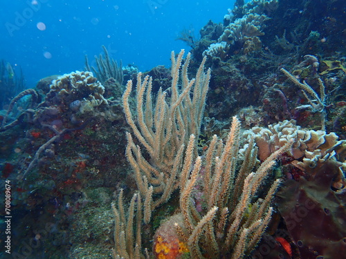 underwater caribbean reef