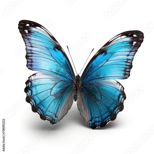 Blue Morpho Butterfly on white isolated background