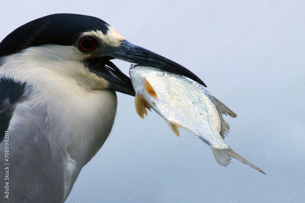 Fototapeta premium Um socó cinzento se preparando para engolir um peixe aparentemente muito grande para o seu bico... mas no final ele consegue. 
