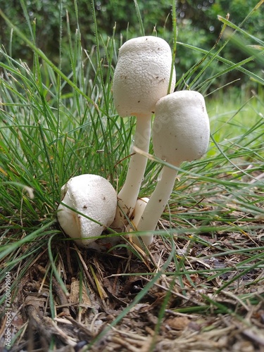 Forest mushrooms among the grass, spherical, ovate cap