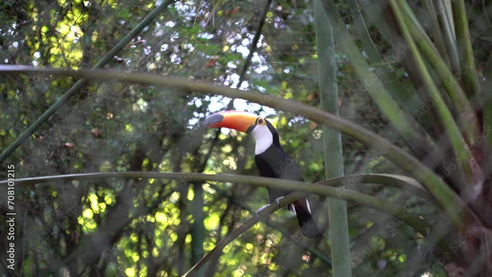 toucan on a tree, toucan, nature, bird, park, bird toucan on a tree, toucan, nature, bird, park, bird