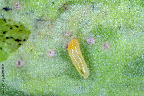 Larva of a fly from the family Agromyzidae, leaf-miner flies, feeding from a sugar beet cotyledon.