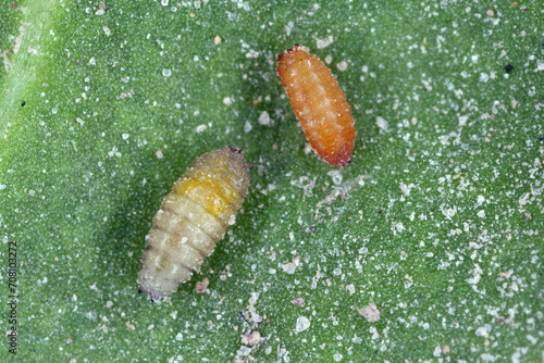 Pupae of a fly from the family Agromyzidae, leaf-miner flies.  Developed from larvae feeding in a sugar beet cotyledon.