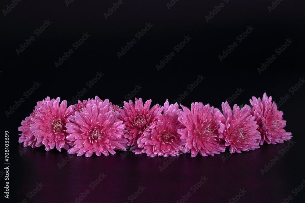 Chrysanthemum flower head against a dark background. Petals of an pink Chrysanthemum flower. Floral macro. Pink summer flowers on black. Floral abstract background. Greeting card. Valentines day