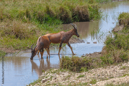 Photography Topi - Serengeti Safari