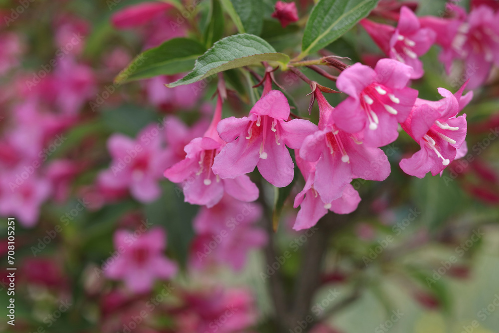 Blooming Weigela bush in the garden. Bright pink petals. Many pink flowers on a bush in the garden. Beautiful bells bloom pink. Spring flowers. Flower background. Weigela Rosea on a green bush Blooming Weigela bush in the garden. Bright pink petals. Many pink flowers on a bush in the garden. Beautiful bells bloom pink. Spring flowers. Flower background. Weigela Rosea on a green bush