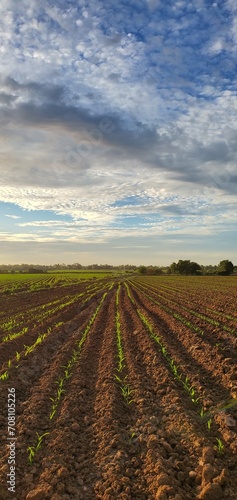 Agricultura