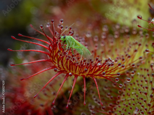 P8110031 closeup of a true bug trapped by an Alice sundew plant, Drosera aliciae, cECP 2023
