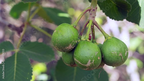 Piqui, typical fruit from the Brazilian Cerrado