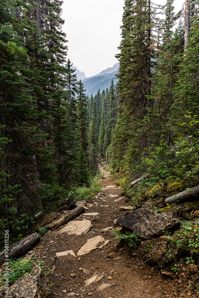 Obraz premium Trail in the forest