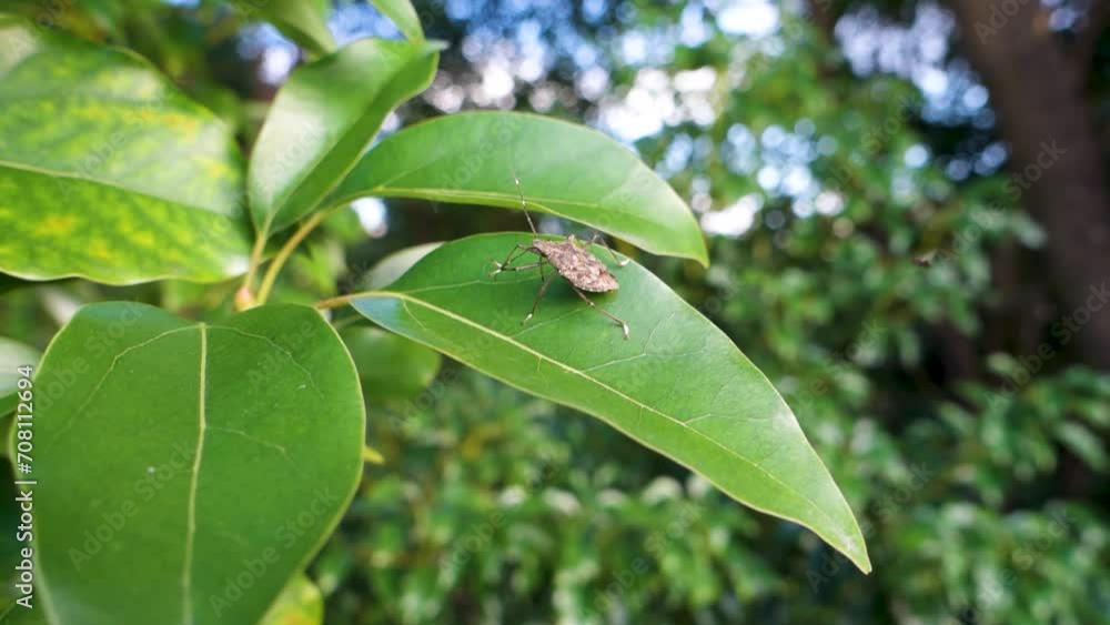 Fluttering Insect on Green Leaf: Close-Up of Vibrant Wildlife in Uttarakhand, India. Fluttering Insect on Green Leaf: Close-Up of Vibrant Wildlife in Uttarakhand, India.