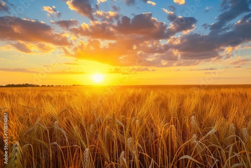 Golden wheat field under a vibrant sunset © Jelena