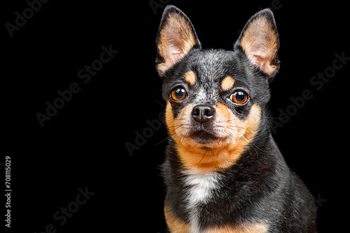 Portrait of a thoroughbred tricolor dog. Chihuahua on a black background isolate. A pet, an animal.