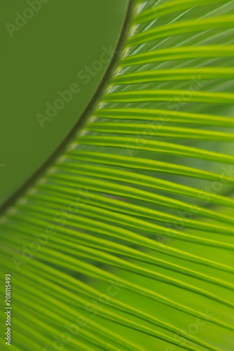 Coconut leaves. Green palm leaf for background. Perfect background. Place for text. Close up green palm leaf. Plam tree. Ornamental plants in the garden. Exotic plant. Mediterranean flora. 