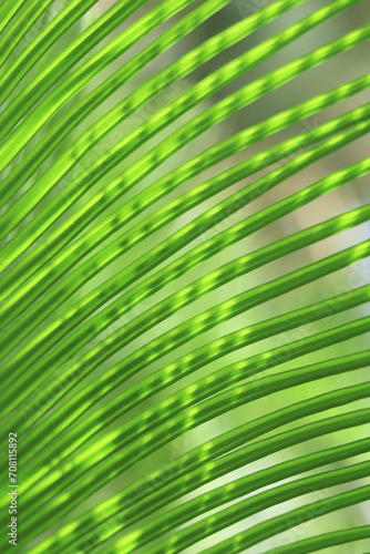 Coconut leaves. Green palm leaf for background. Perfect background. Place for text. Close up green palm leaf. Plam tree. Ornamental plants in the garden. Exotic plant. Mediterranean flora.  © Mariia