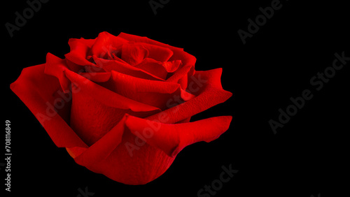 Fototapeta Naklejka Na Ścianę i Meble -  Closeup of a red rose on black background with copy space. Horizontal photography. Elegant love declaration concept