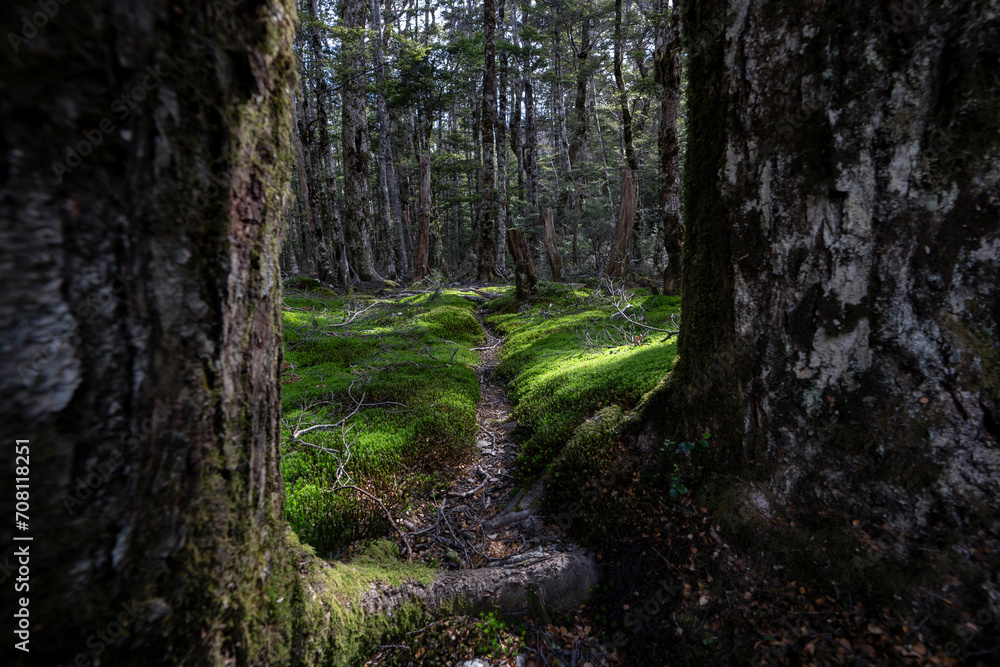Forest walking track within trees and green moss in New Zealand Forest walking track within trees and green moss in New Zealand