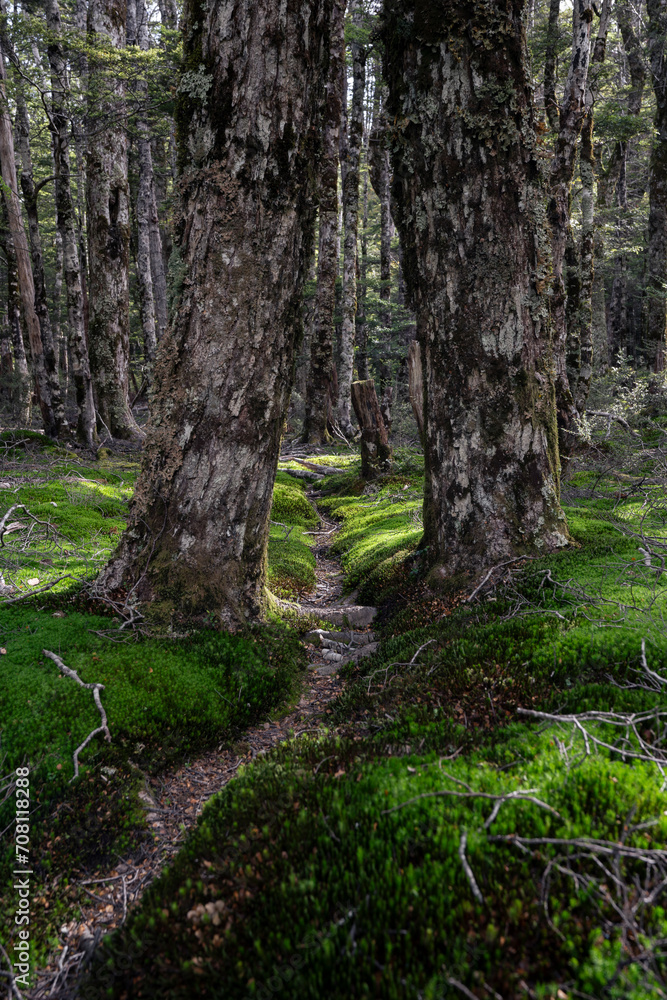 Forest walking track within trees and green moss in New Zealand Forest walking track within trees and green moss in New Zealand