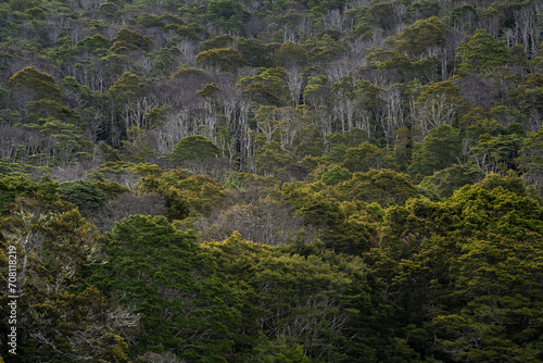 New Zealand forest landscape of native trees