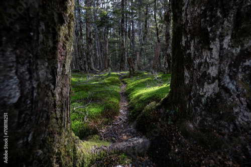 Forest walking track within trees and green moss in New Zealand