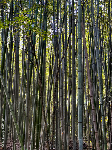 Fototapeta Naklejka Na Ścianę i Meble -  Famous Arashiyama Bamboo Forest in Kyoto, Japan. Tall bamboo trees with sunlight at the background at Arashiyama, one of the most famous tourist place in Kyoto, Japan. Background