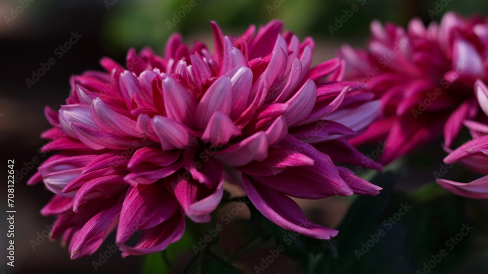 Pink Chrysanthemum flower on a green background . Summer flower. Beautiful pink Dahlia blossoming in the garden. Dahlia flower violet purple with white edges. Greeting card. Floral background Pink Chrysanthemum flower on a green background . Summer flower. Beautiful pink Dahlia blossoming in the garden. Dahlia flower violet purple with white edges. Greeting card. Floral background