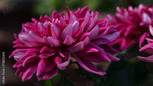 Pink Chrysanthemum flower on a green background . Summer flower. Beautiful pink Dahlia blossoming in the garden. Dahlia flower violet purple with white edges. Greeting card. Floral background