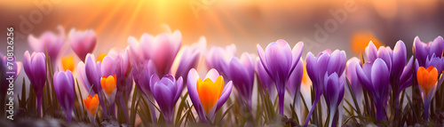 spring beautiful crocus flowers on blurred nature background banner for Woman day holiday card photo