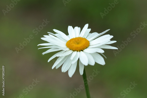 One White chamomile flower on green background. Wild daisy growing on meadow. Common daisy, Dog daisy. Gardening concept. Summer floral background. Wild chamomile Matricaria recutita flower in bloom
