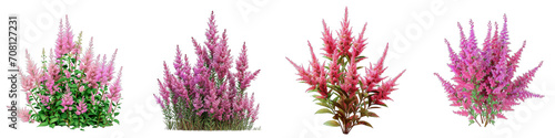 Astilbe  Flower Pile Of Heap Of Piled Up Together Hyperrealistic Highly Detailed Isolated On Transparent Background Png File