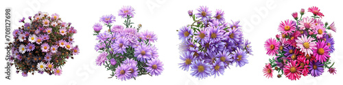 Aster  Flower Pile Of Heap Of Piled Up Together Hyperrealistic Highly Detailed Isolated On Transparent Background Png File © Wander Taste