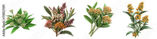 Asclepias  Flower Pile Of Heap Of Piled Up Together Hyperrealistic Highly Detailed Isolated On Transparent Background Png File photo