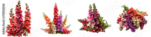 Antirrhinum  Flower Pile Of Heap Of Piled Up Together Hyperrealistic Highly Detailed Isolated On Transparent Background Png File