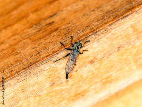 Robber Fly in the Genus Efferia Perched on Wood in Brazil photo