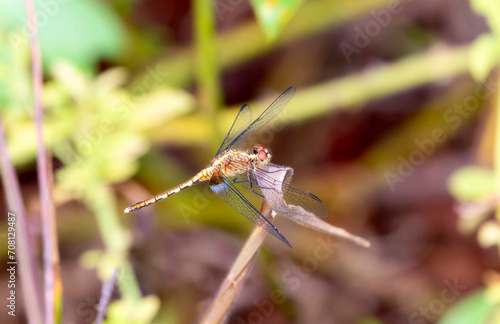 Erythrodiplax avittata Perched on a Branch in Brazil