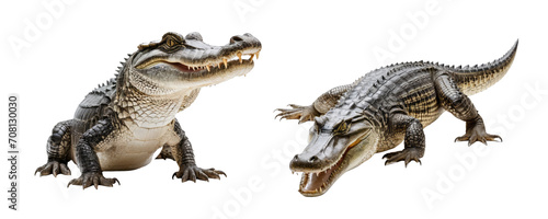 crocodile isolated on transparent background  PNG Format