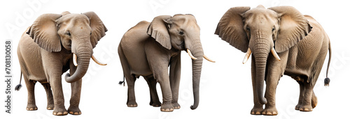 Elephant on a trasnparent background, PNG format © prasanth