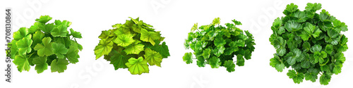 Alchemilla Flower Pile Of Heap Of Piled Up Together Hyperrealistic Highly Detailed Isolated On Transparent Background Png File