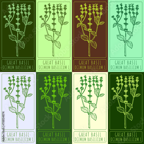 Set of vector drawings of GREAT BASIL in different colors. Hand drawn illustration. Latin name OCIMUM BASILICUM L.