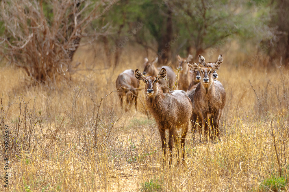 Naklejka premium Waterbuck - Tarangire National Park