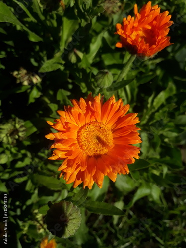 orange dahlia flower